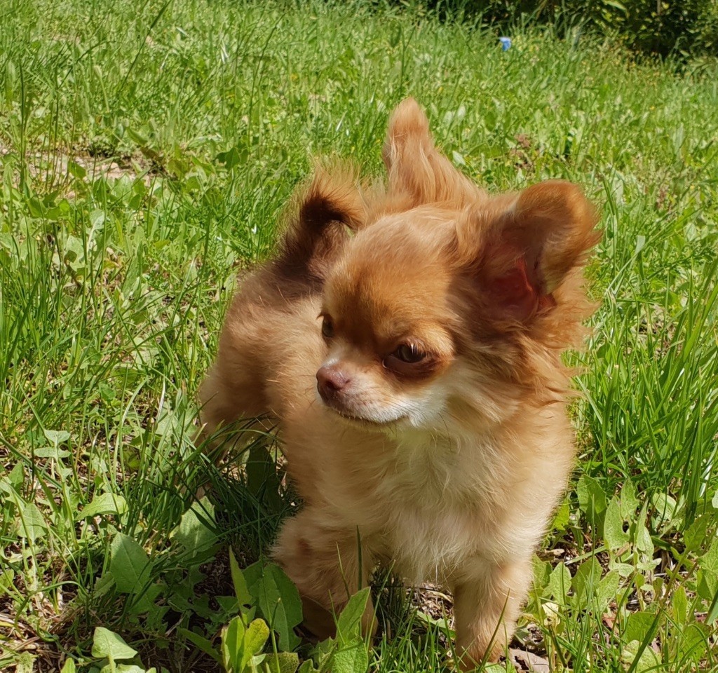 chiot Chihuahua Lou Crozia