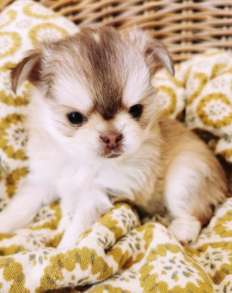 chiot Chihuahua Lou Crozia