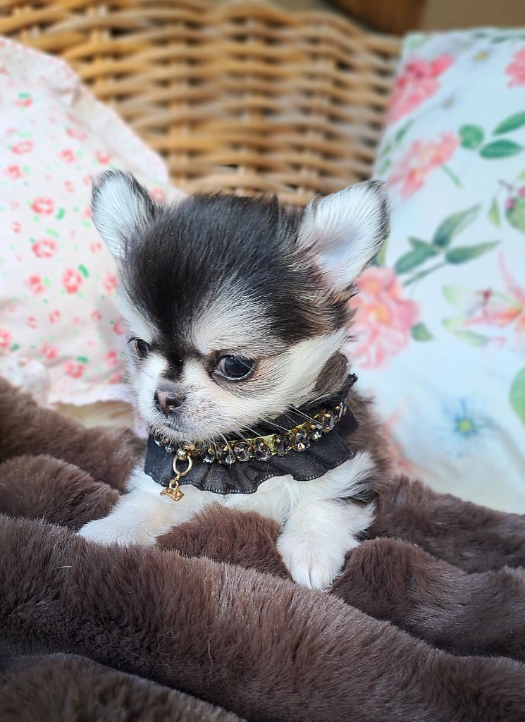 Lou Crozia - Chiot disponible  - Chihuahua