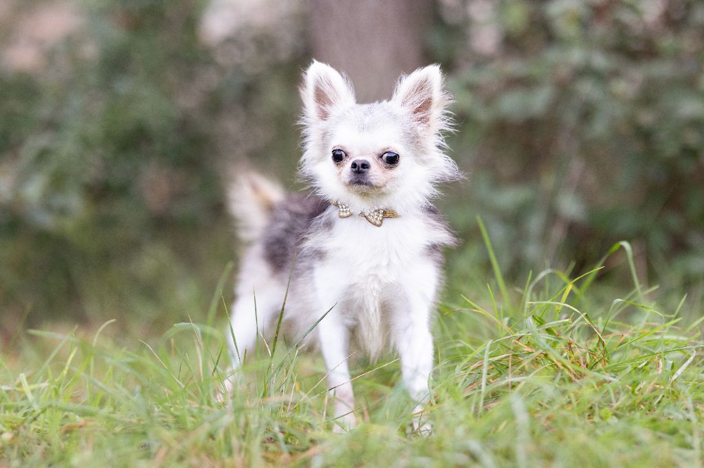 Xavi tipich chihuahua