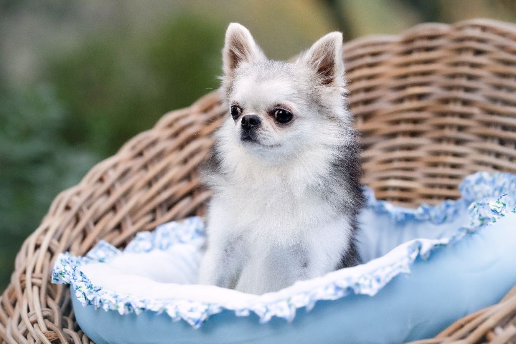 Xavi tipich chihuahua