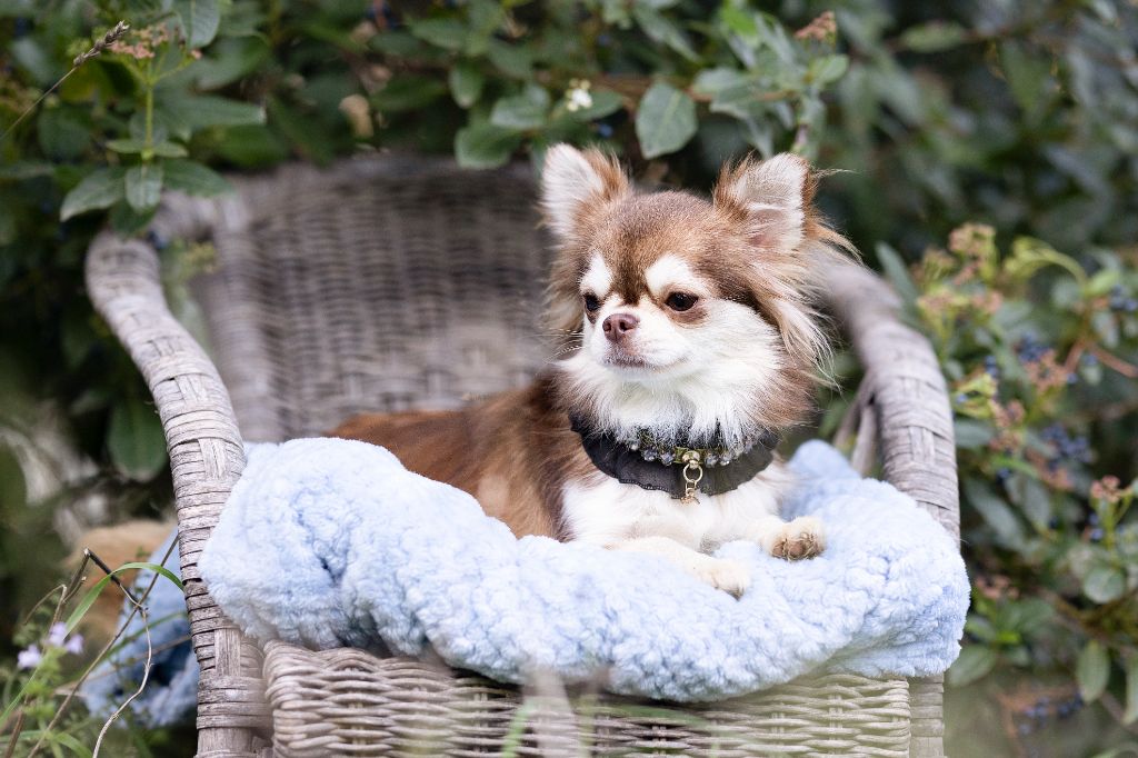 Lou Crozia U'tissaia