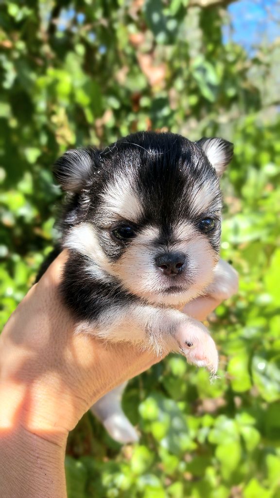Lou Crozia - Chiots disponibles - Chihuahua