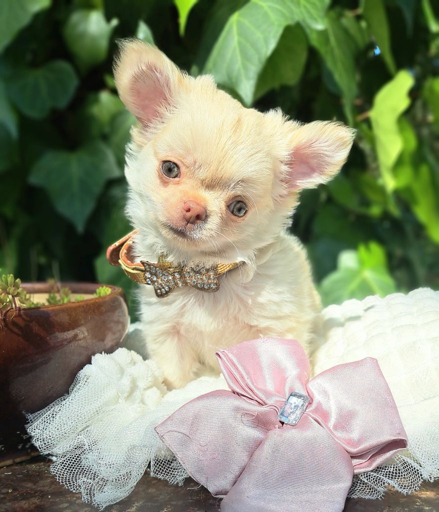 Lou Crozia - Chiots disponibles - Chihuahua