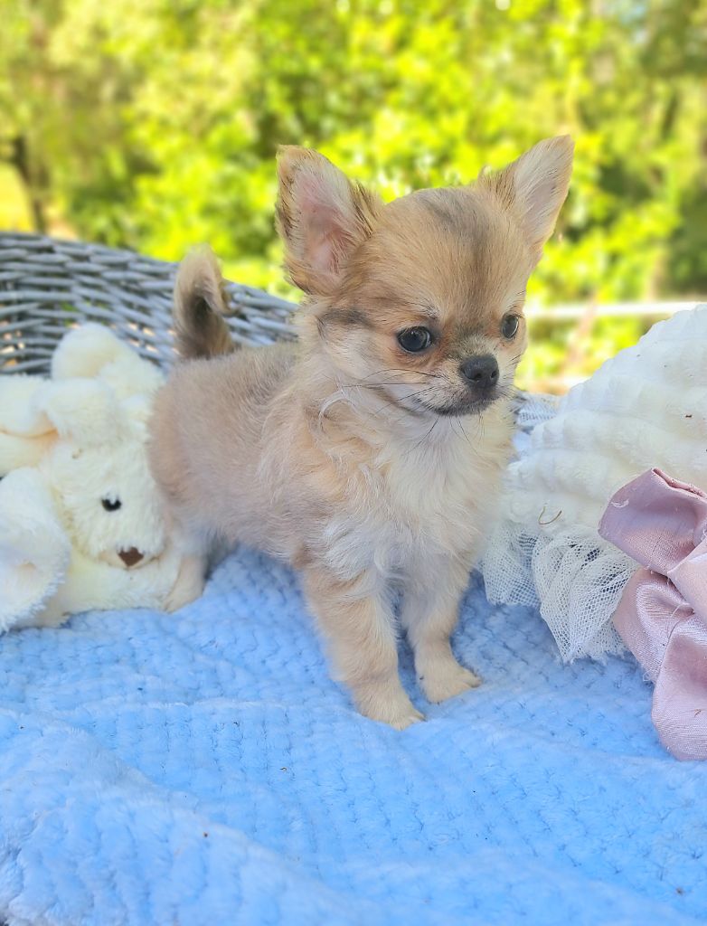 Lou Crozia - Chiots disponibles - Chihuahua