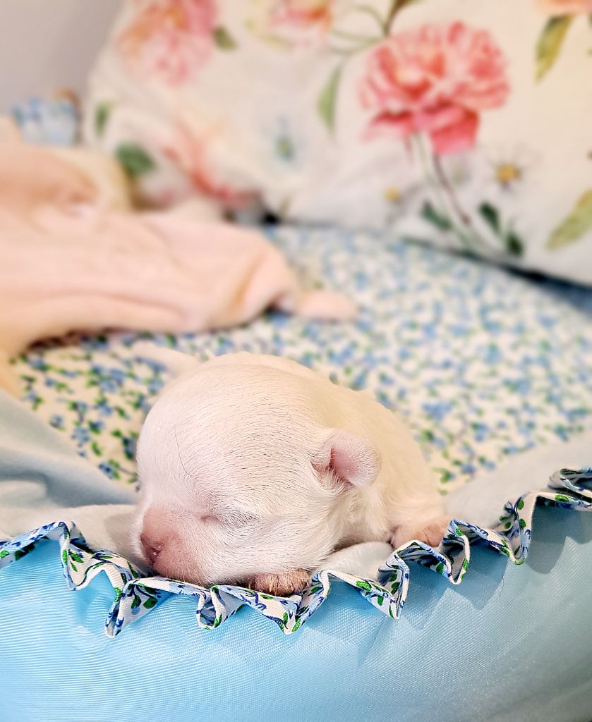 Lou Crozia - Chiots disponibles - Chihuahua