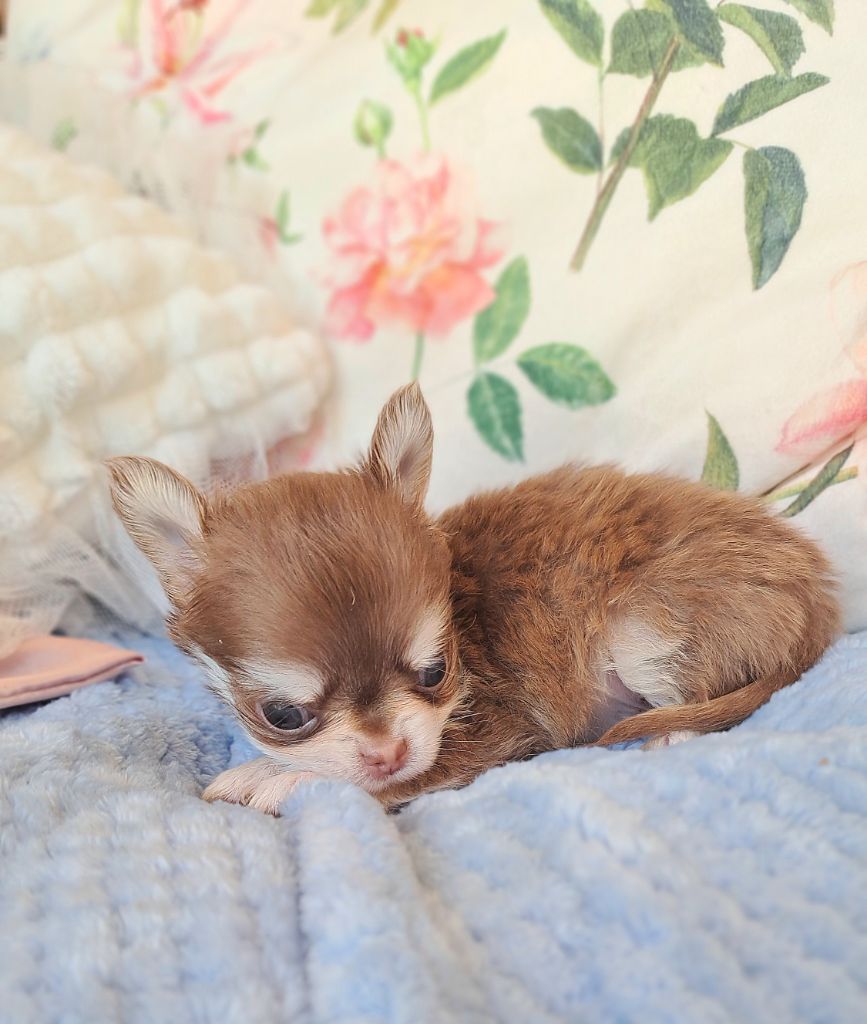 Lou Crozia - Chiots disponibles - Chihuahua