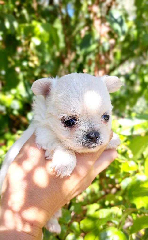 Lou Crozia - Chiots disponibles - Chihuahua