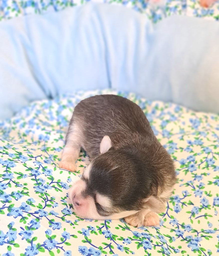 Lou Crozia - Chiots disponibles - Chihuahua