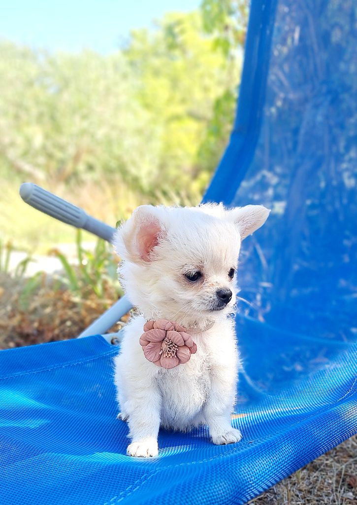 Lou Crozia - Chihuahua - Portée née le 27/06/2025