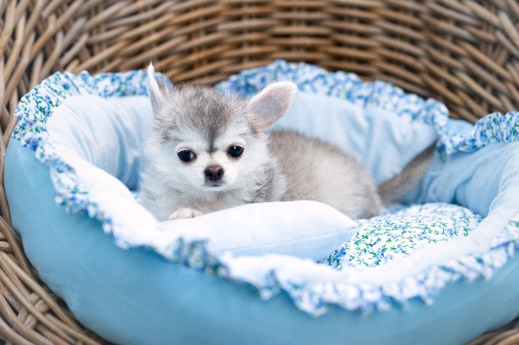 Lou Crozia - Chiots disponibles - Chihuahua