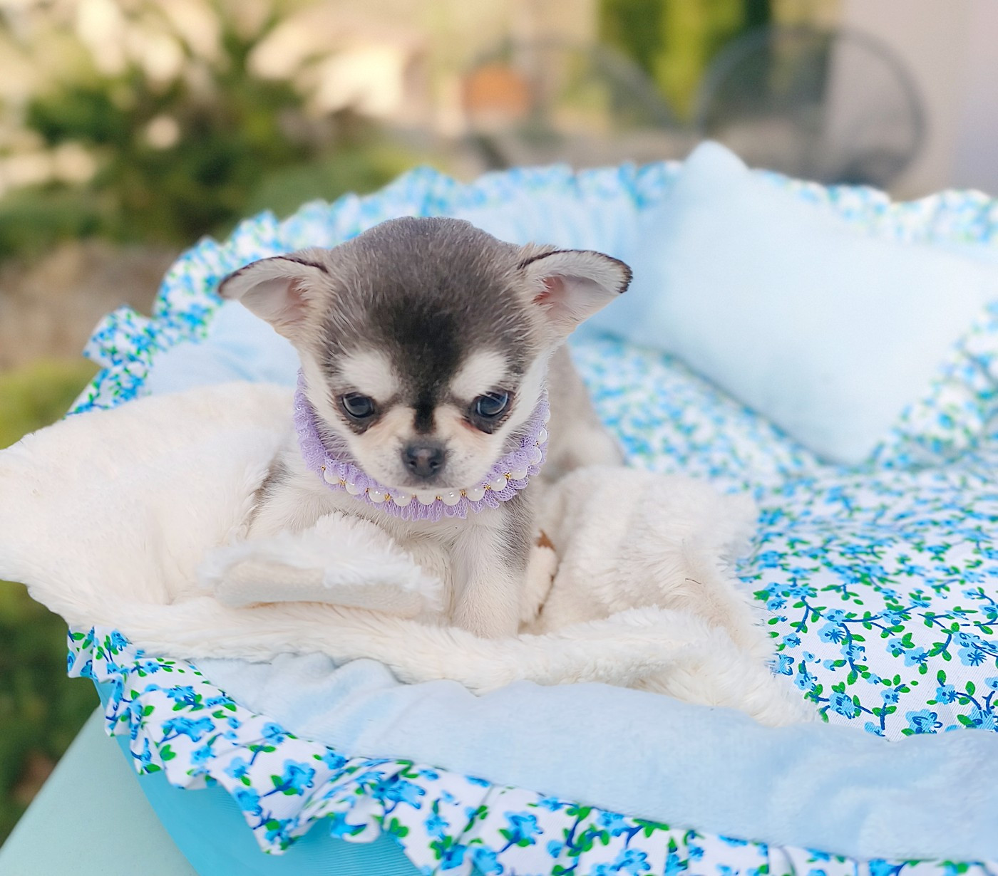 Lou Crozia - Chihuahua - Portée née le 03/12/2025