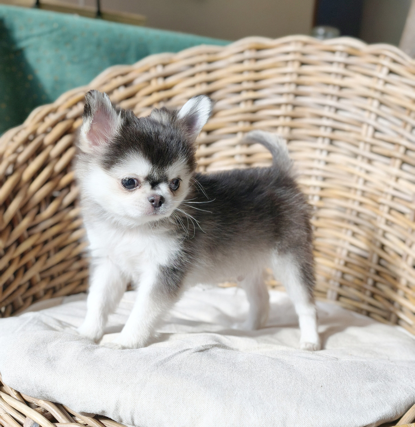 Chiot Chihuahua Lou Crozia