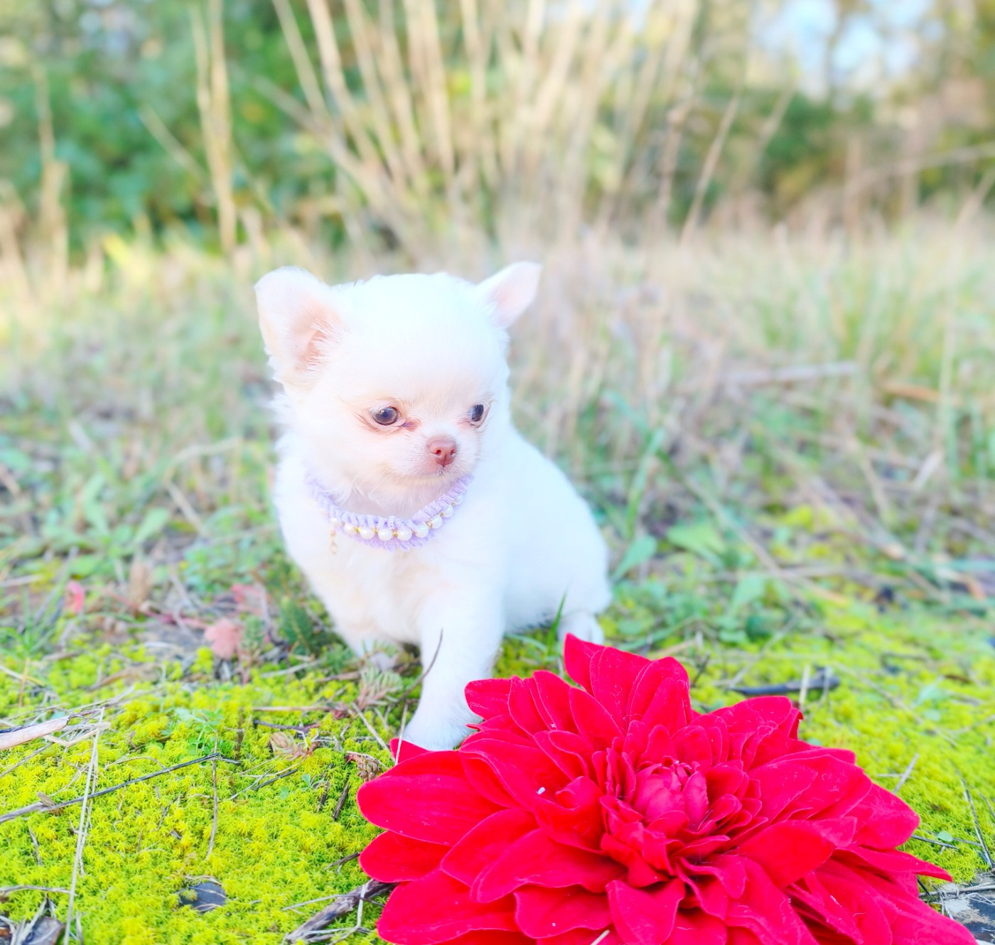 Lou Crozia - Chiots disponibles - Chihuahua