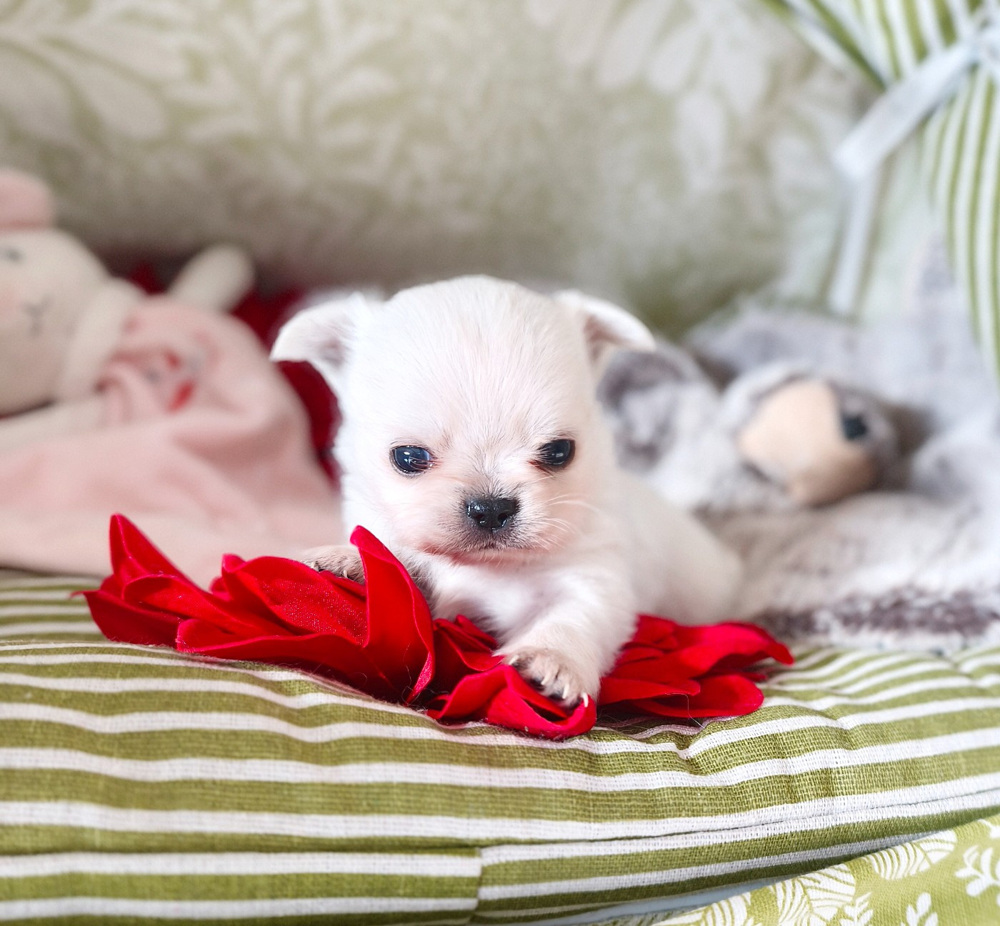 Lou Crozia - Chiots disponibles - Chihuahua