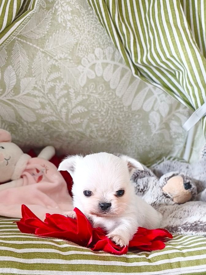 Chiot Chihuahua Lou Crozia