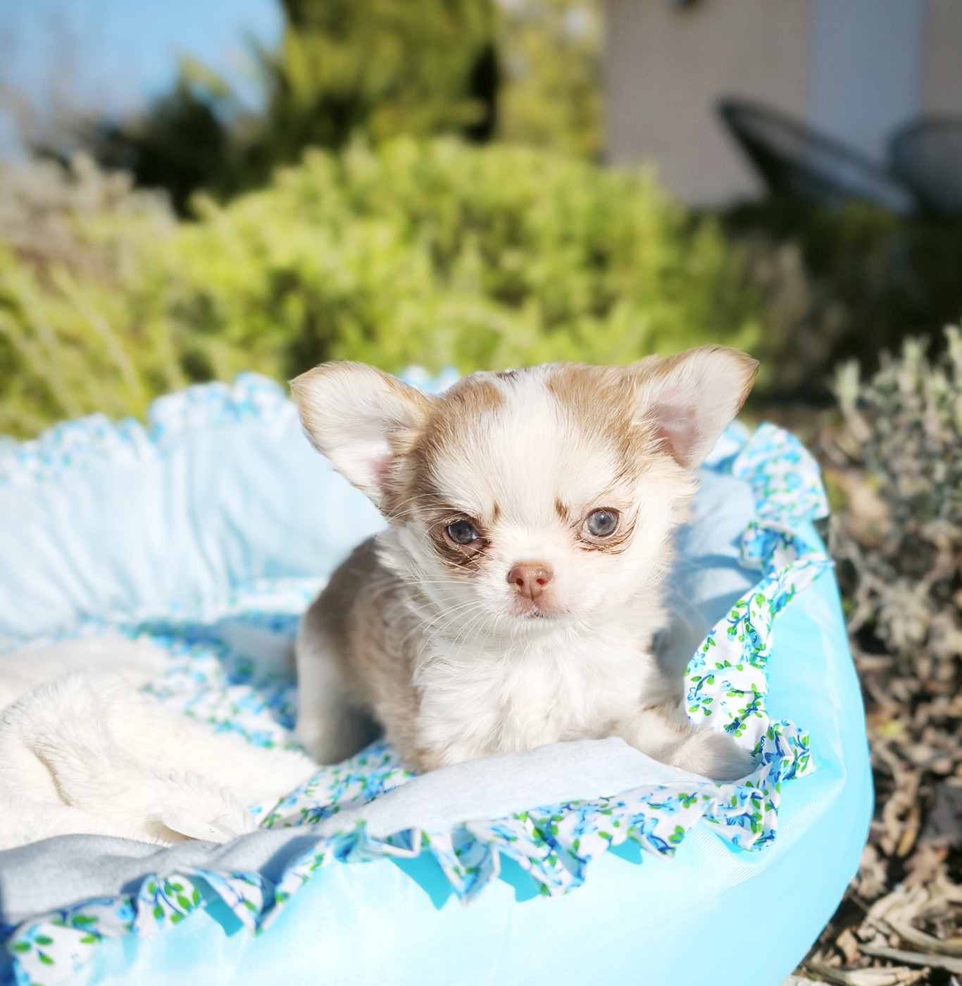 Lou Crozia - Chiots disponibles - Chihuahua