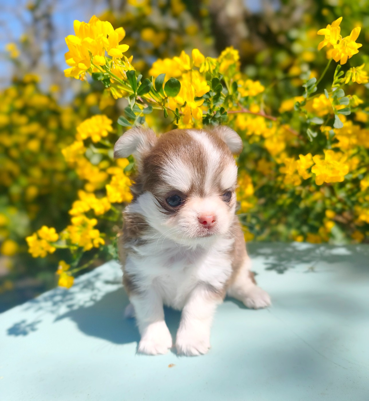 Lou Crozia - Chiots disponibles - Chihuahua