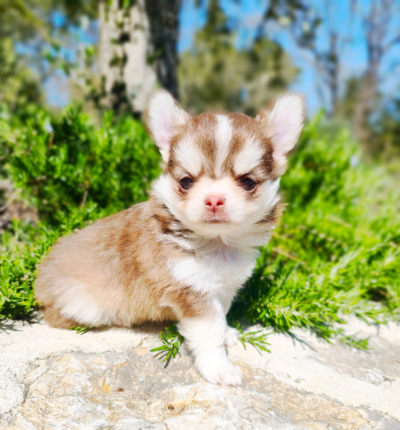 Lou Crozia - Chiots disponibles - Chihuahua