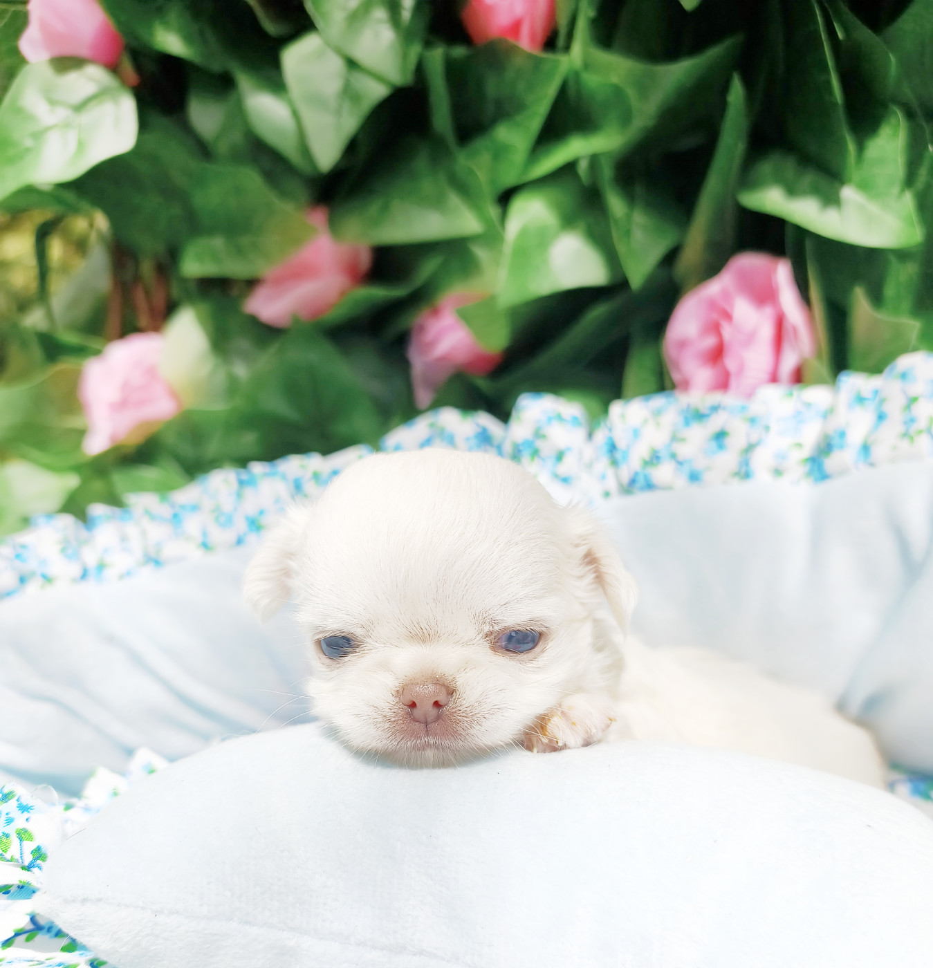 Chiot Chihuahua Lou Crozia