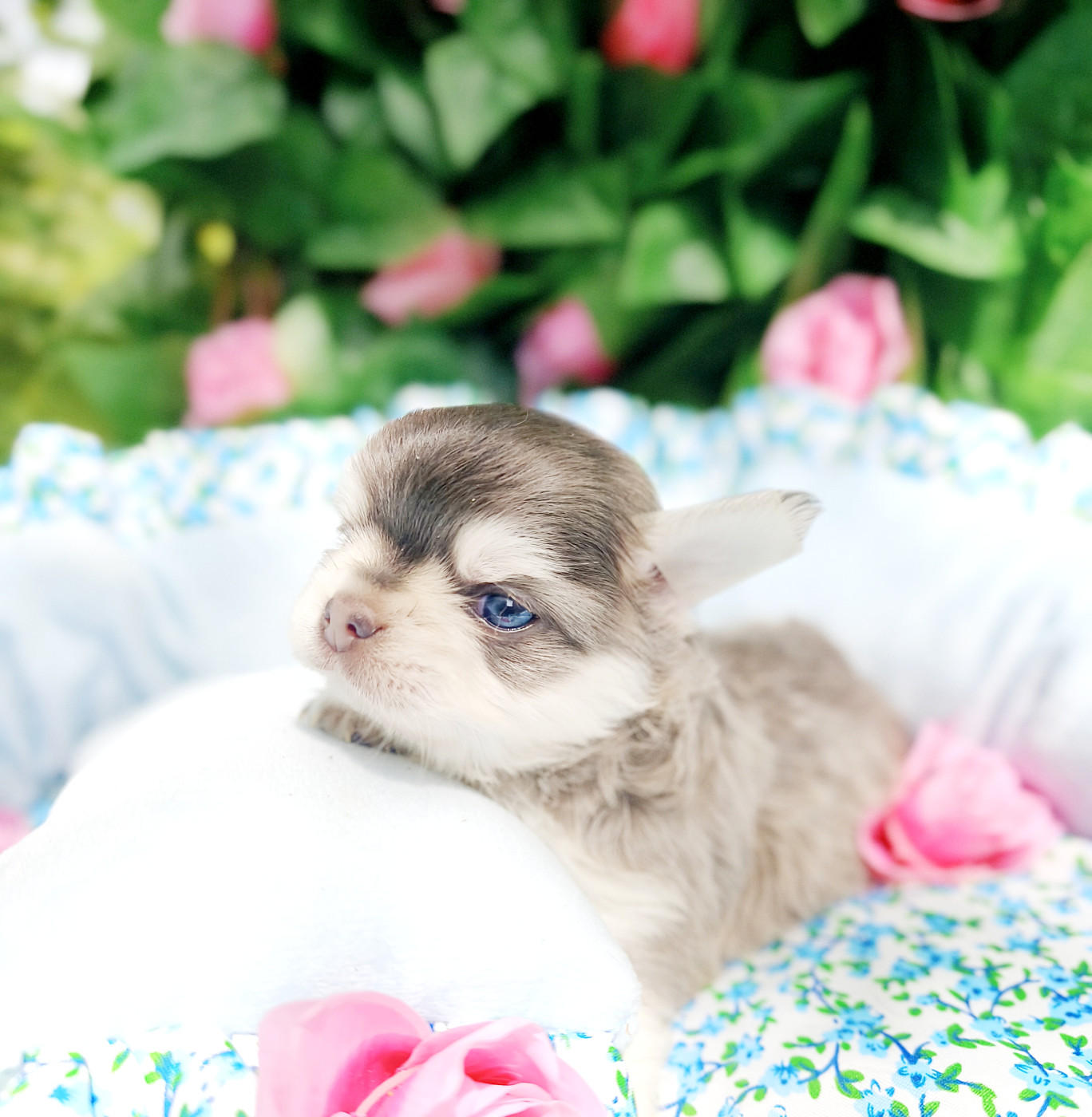 Lou Crozia - Chiots disponibles - Chihuahua