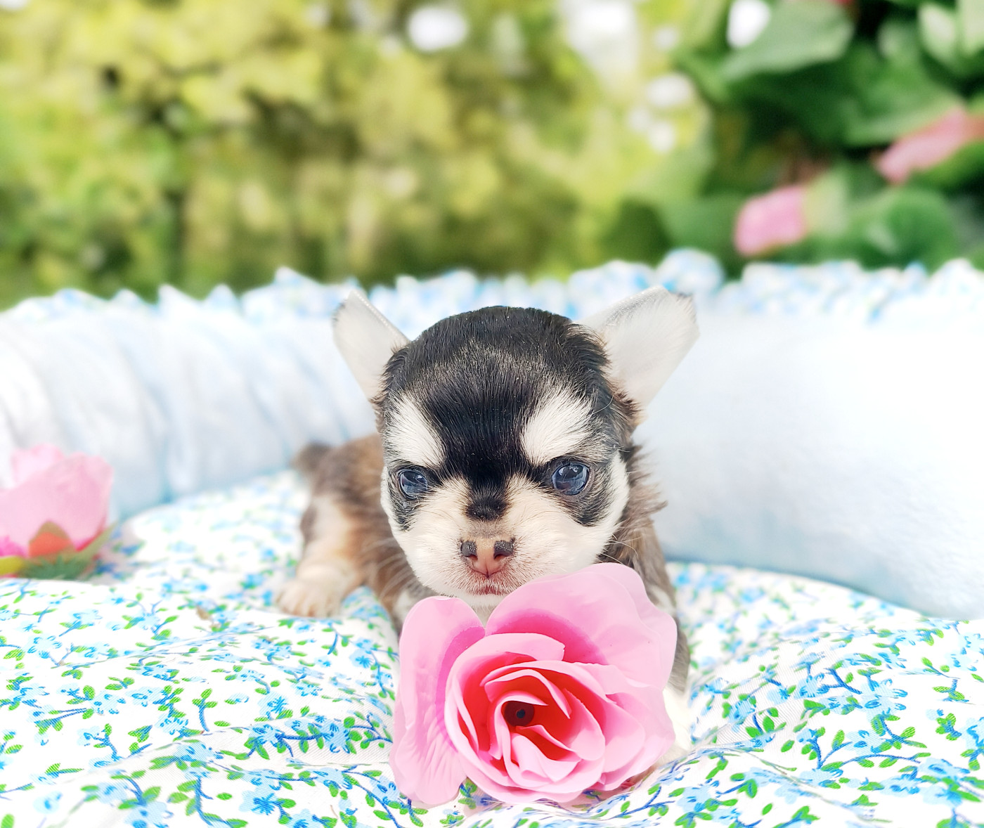 Lou Crozia - Chiots disponibles - Chihuahua