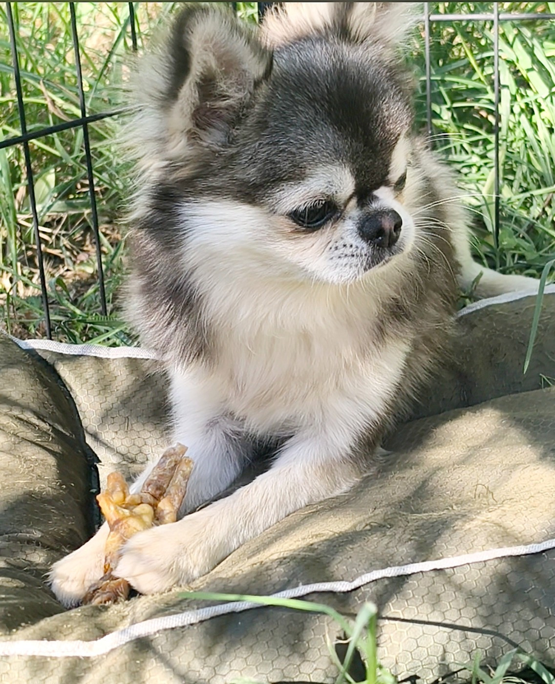 Lou Crozia - Chiots disponibles - Chihuahua