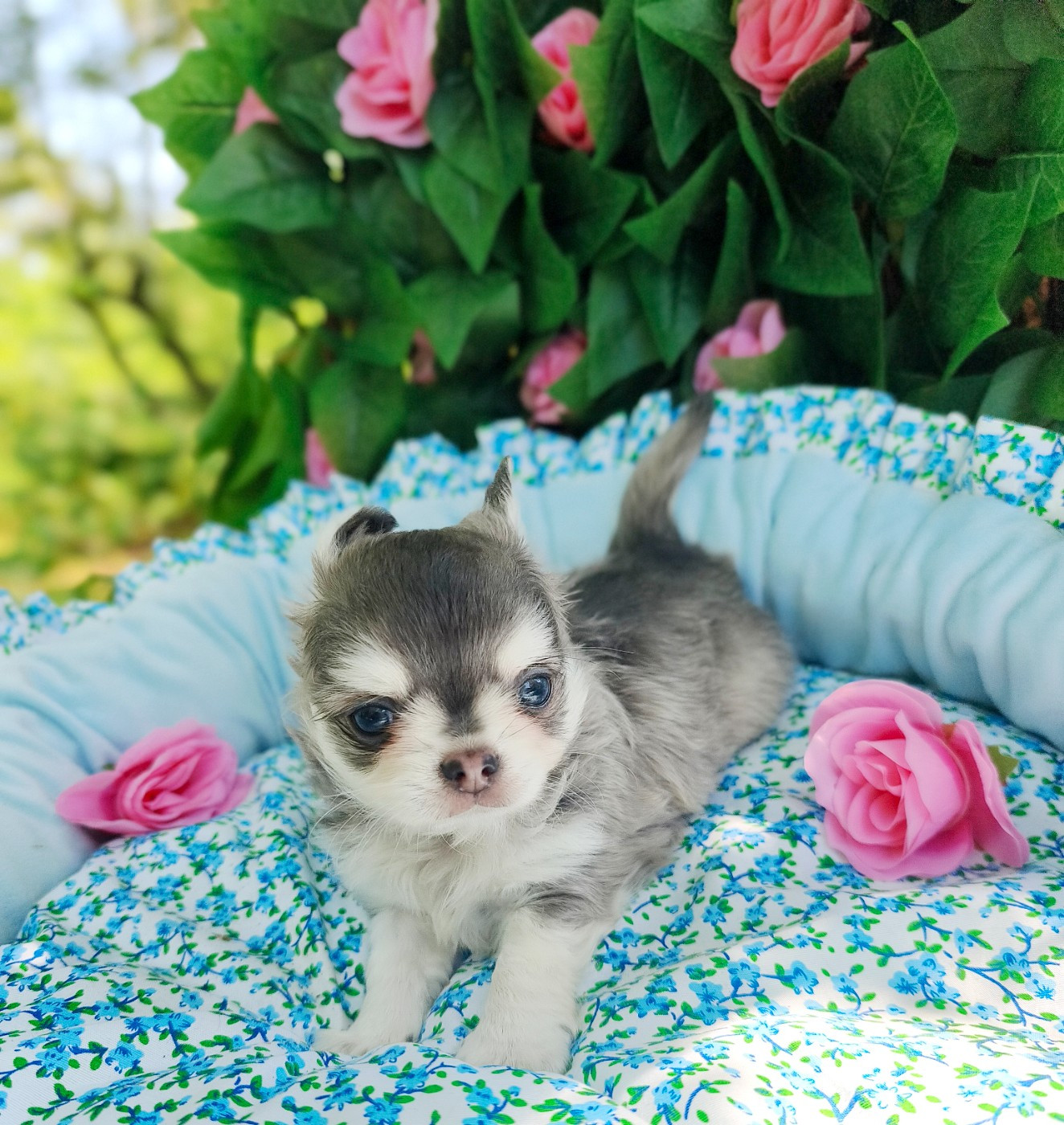 Lou Crozia - Chiots disponibles - Chihuahua