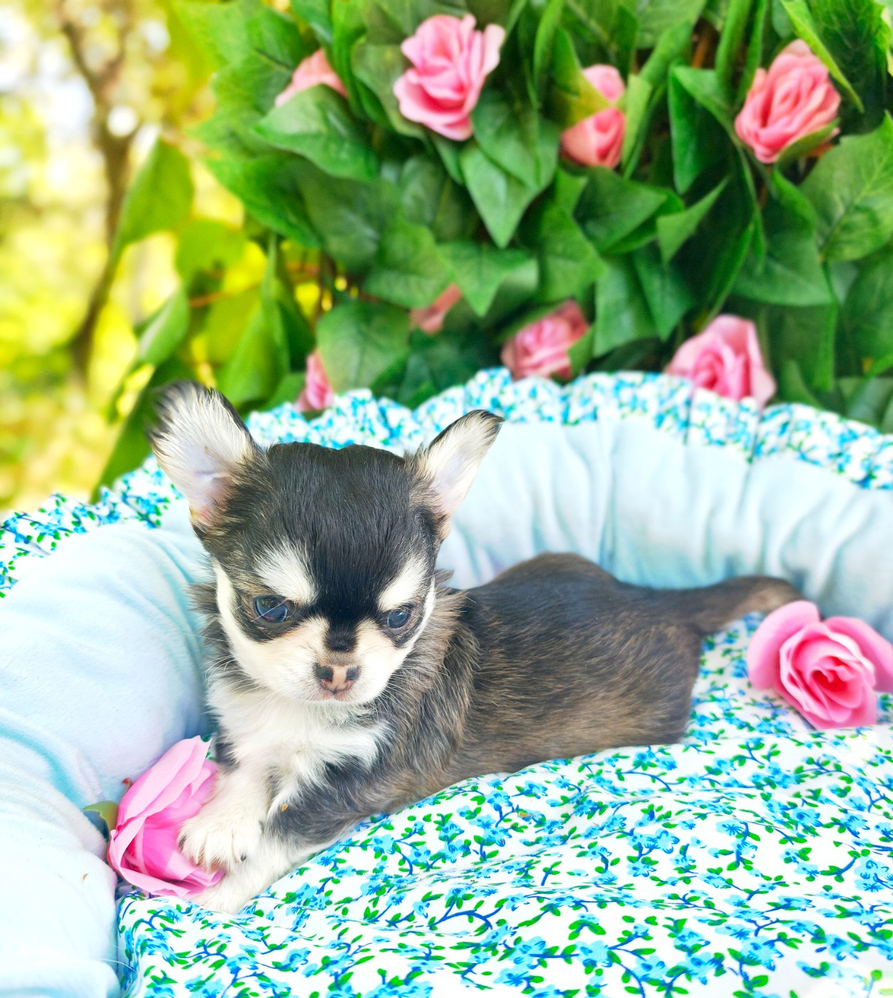 Lou Crozia - Chiots disponibles - Chihuahua