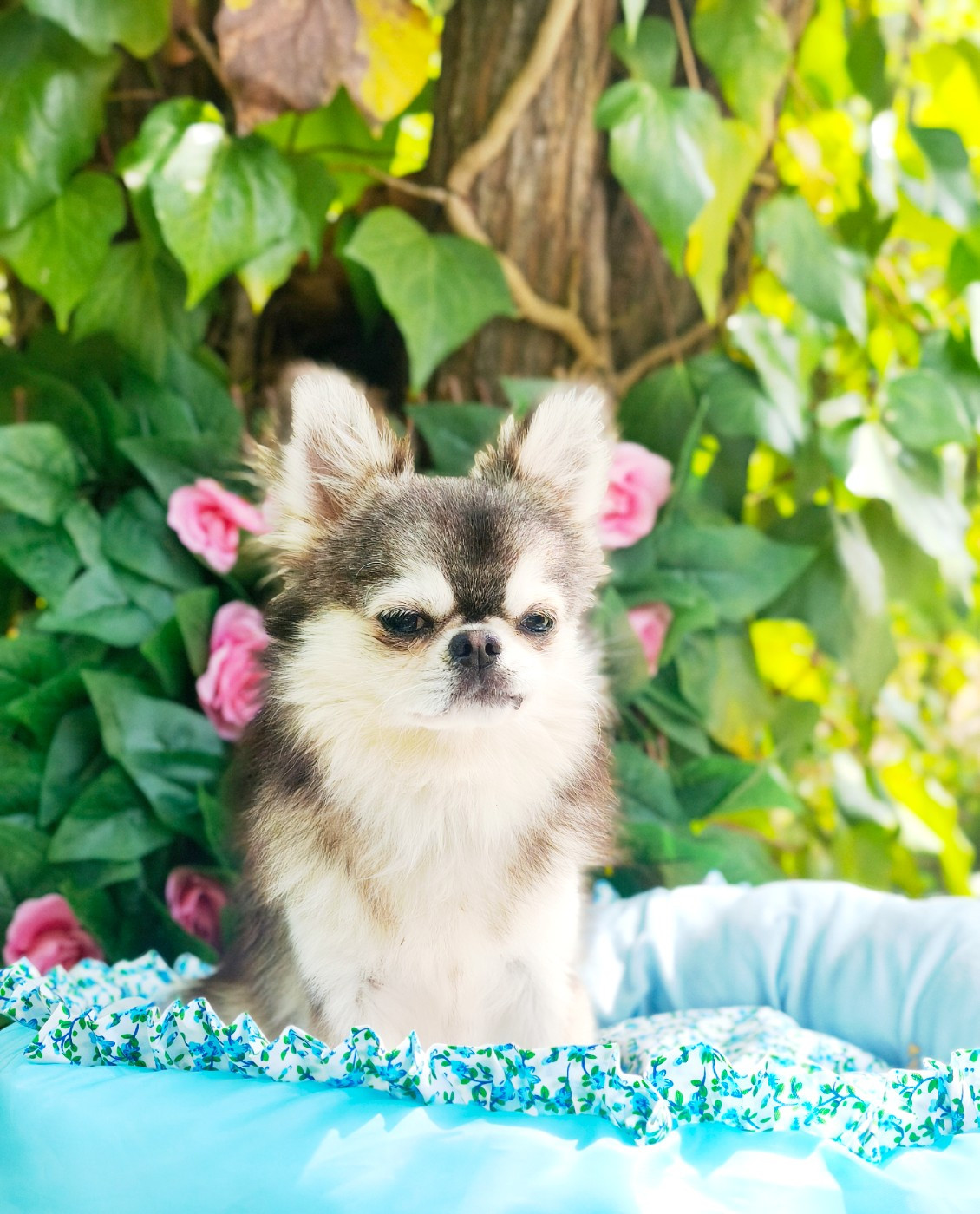 Lou Crozia - Chiots disponibles - Chihuahua