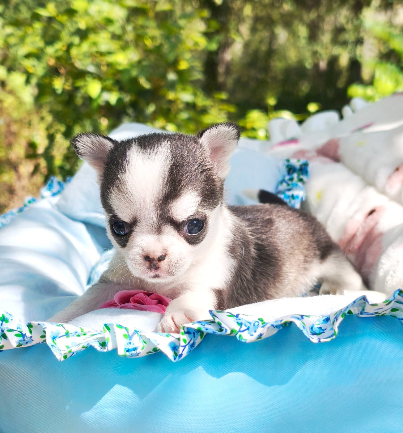 Lou Crozia - Chiots disponibles - Chihuahua