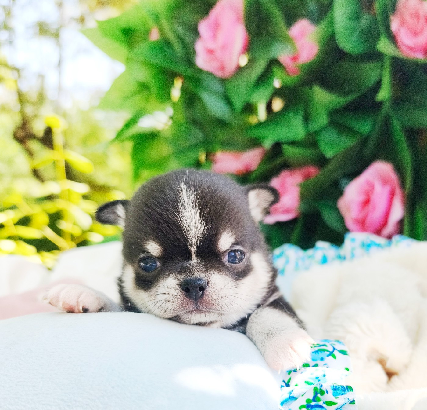 Lou Crozia - Chiots disponibles - Chihuahua