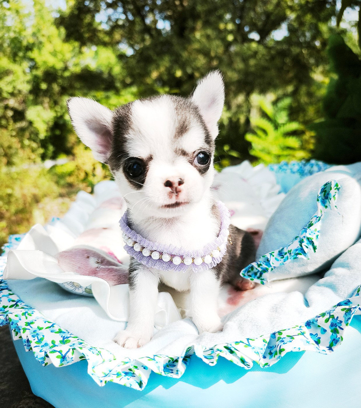 Lou Crozia - Chiots disponibles - Chihuahua