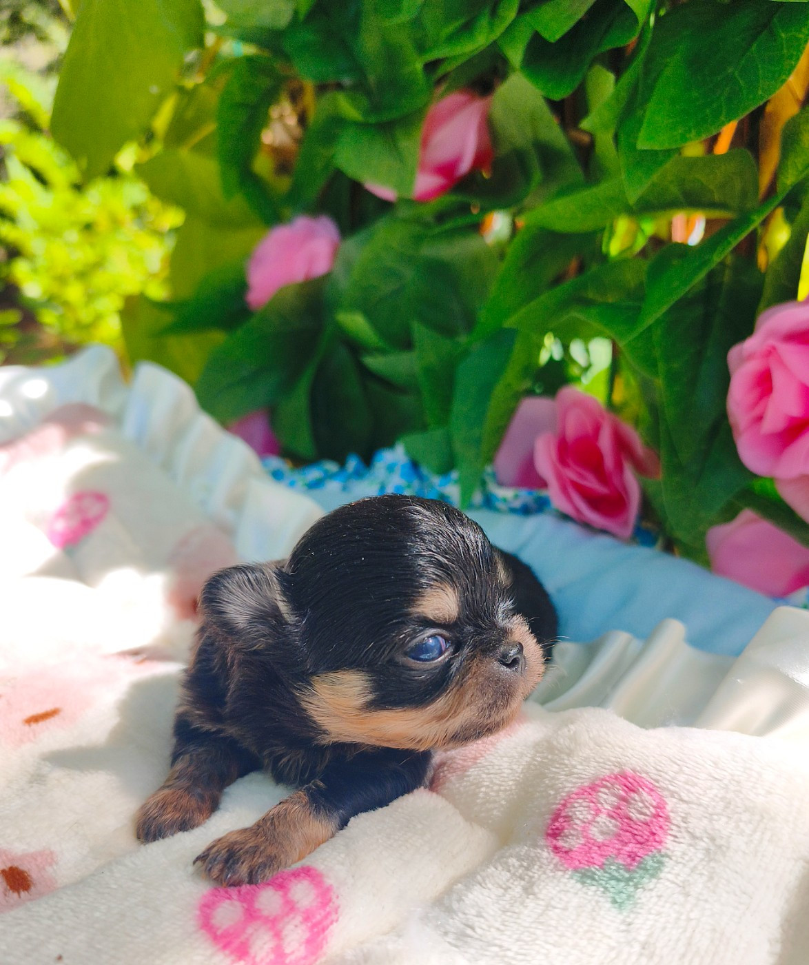 Lou Crozia - Chiots disponibles - Chihuahua