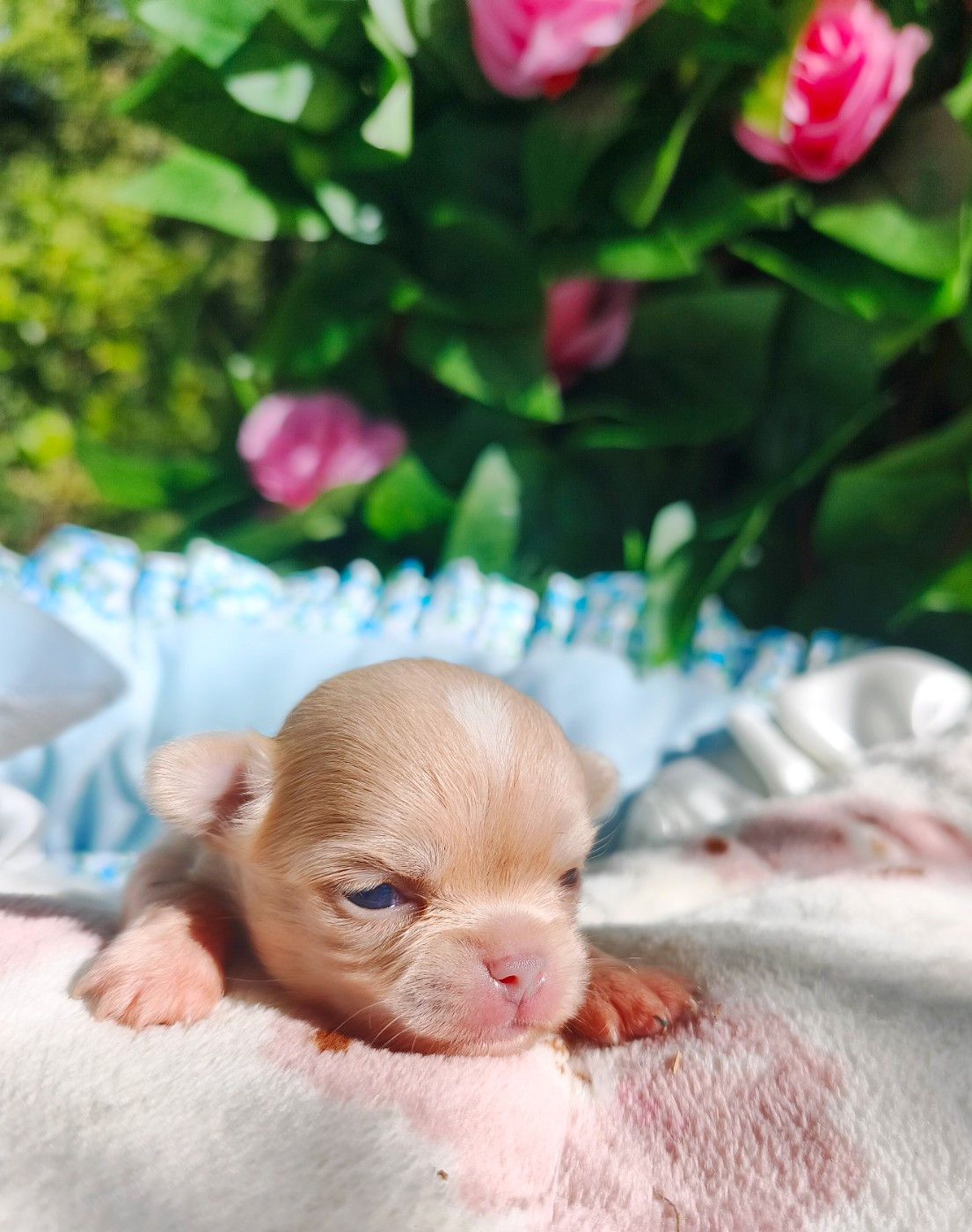 Chiot Chihuahua Lou Crozia
