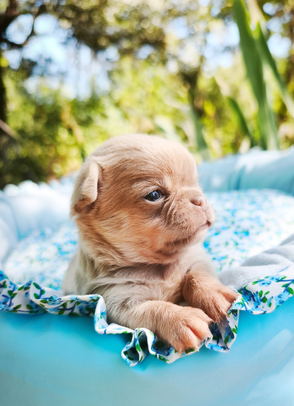 Lou Crozia - Chiots disponibles - Chihuahua