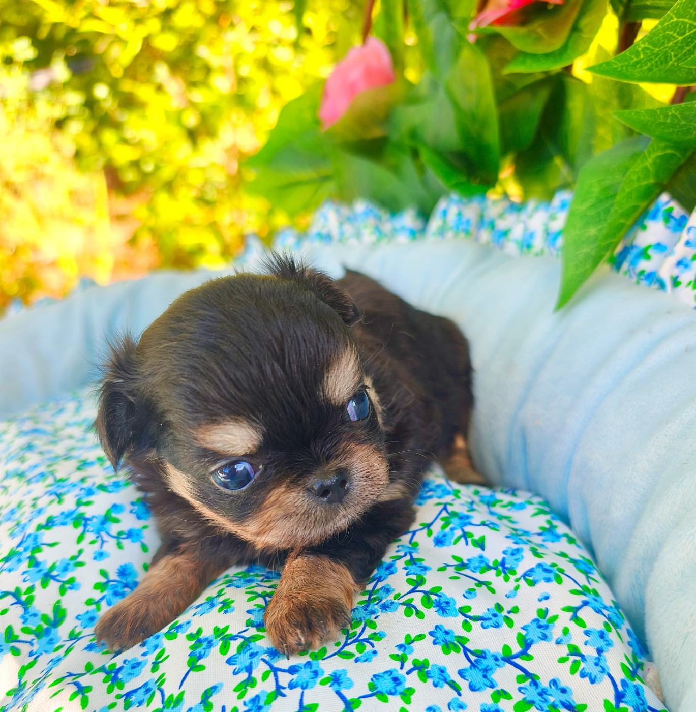 Lou Crozia - Chiots disponibles - Chihuahua