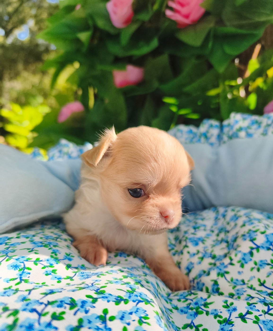 Lou Crozia - Chiots disponibles - Chihuahua