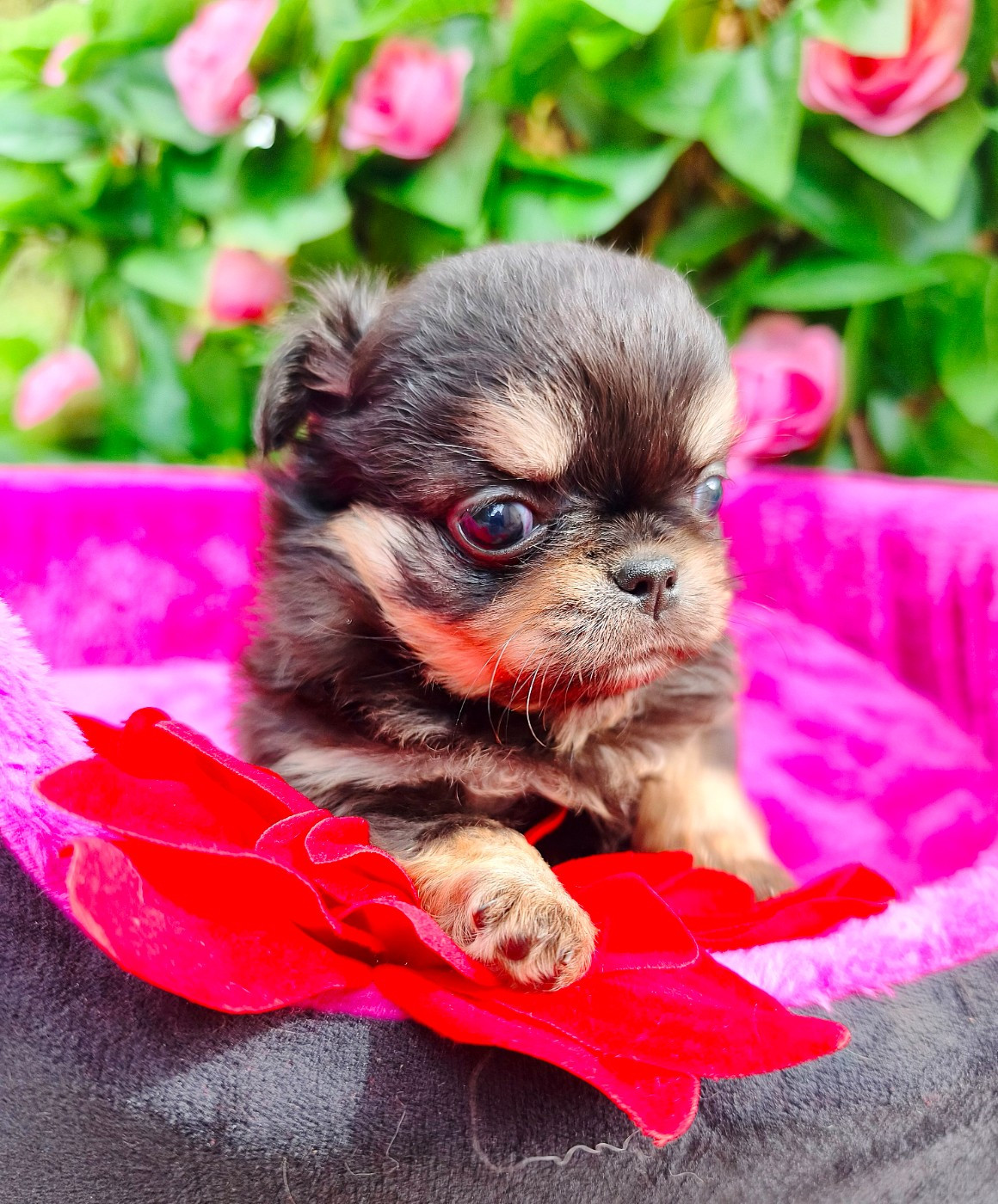 Lou Crozia - Chiots disponibles - Chihuahua