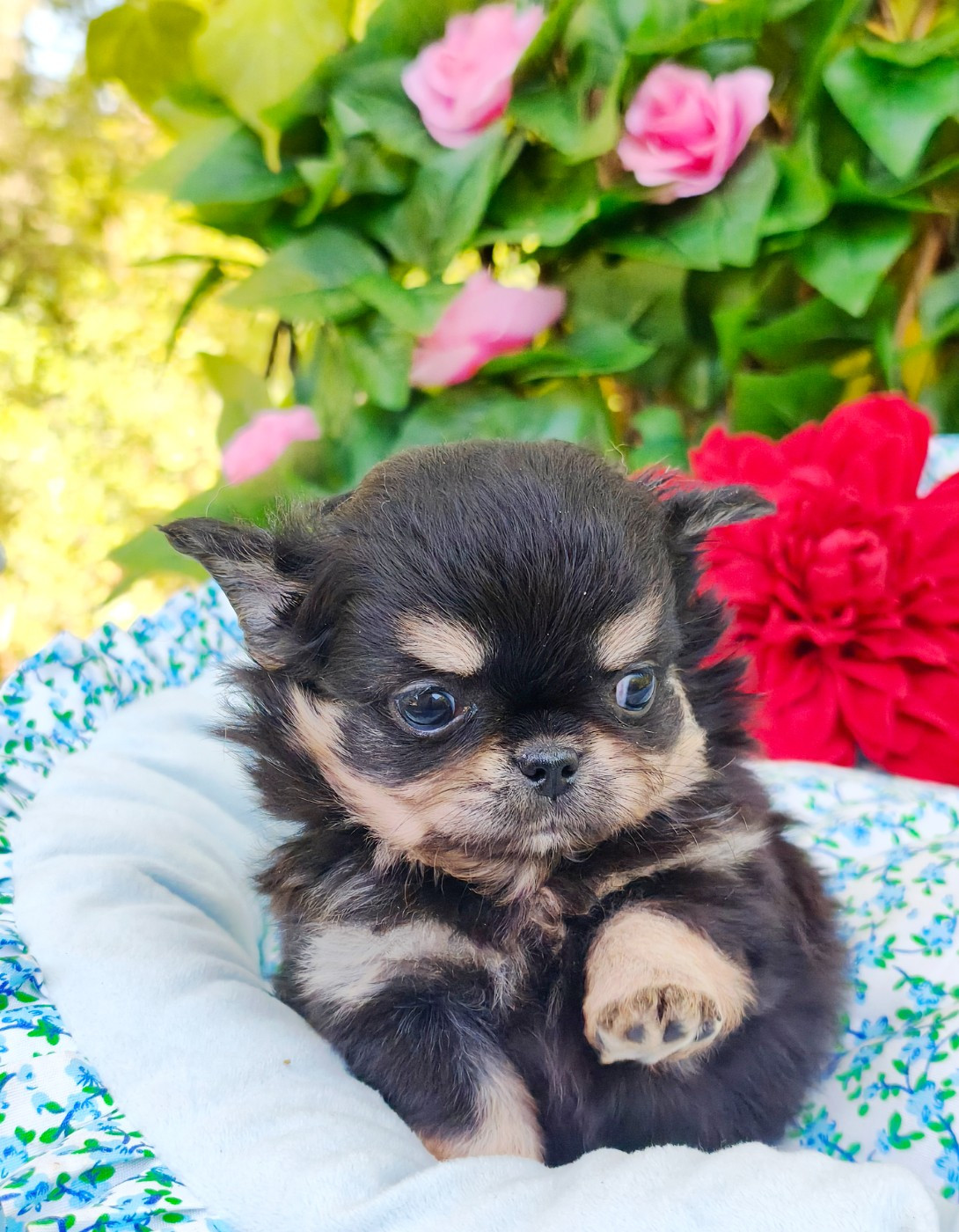 Lou Crozia - Chiots disponibles - Chihuahua