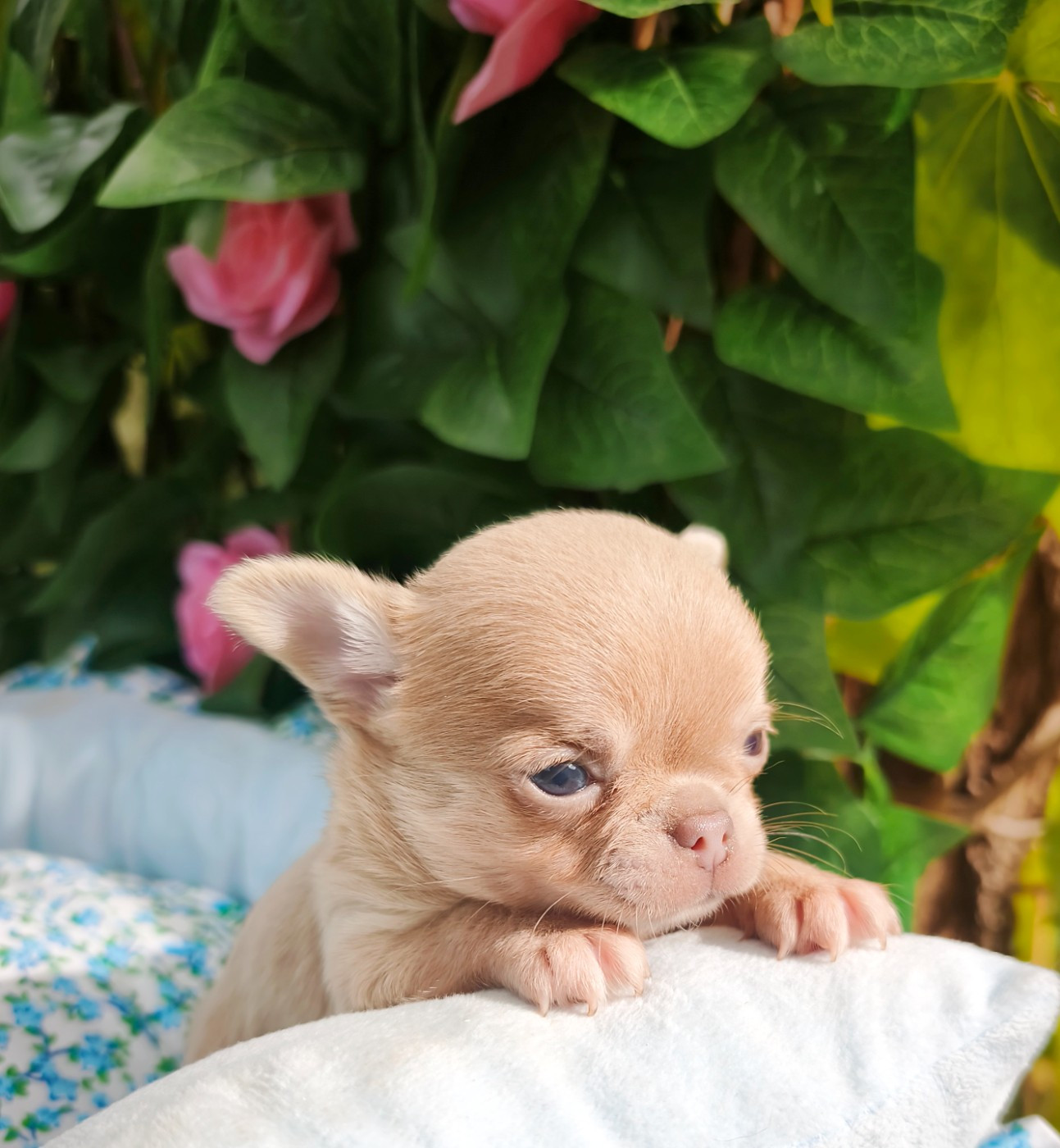 Lou Crozia - Chiots disponibles - Chihuahua