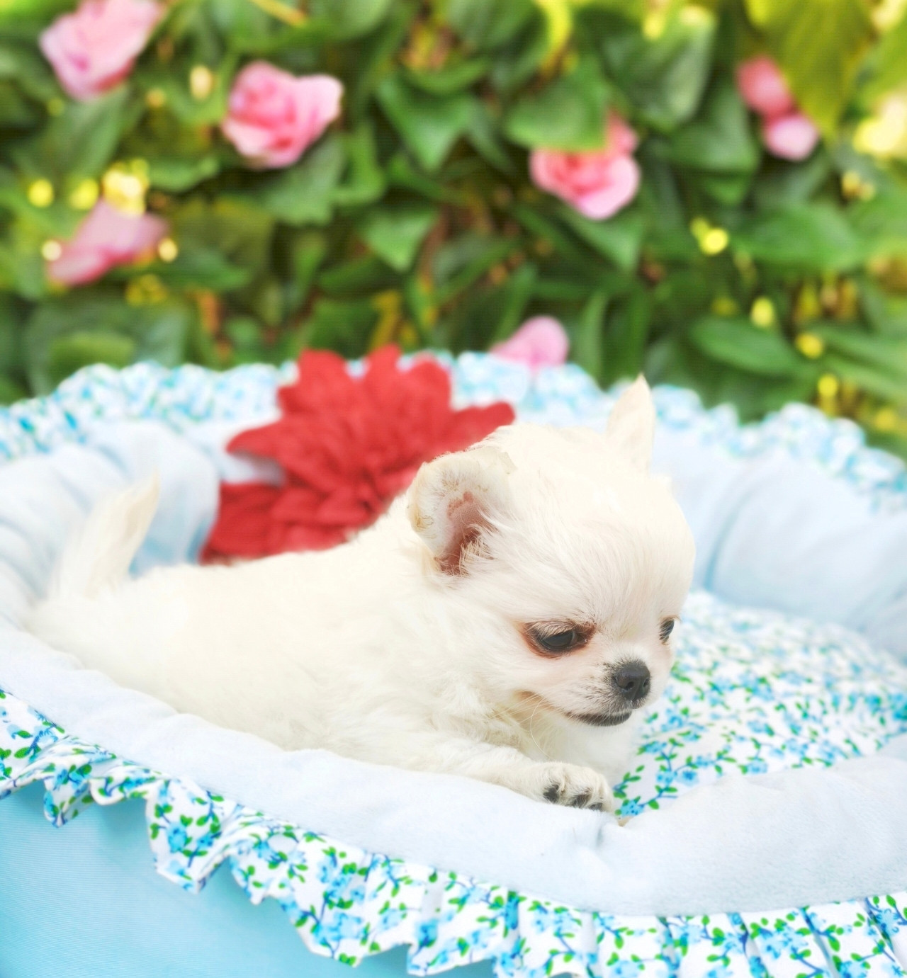 Lou Crozia - Chiots disponibles - Chihuahua
