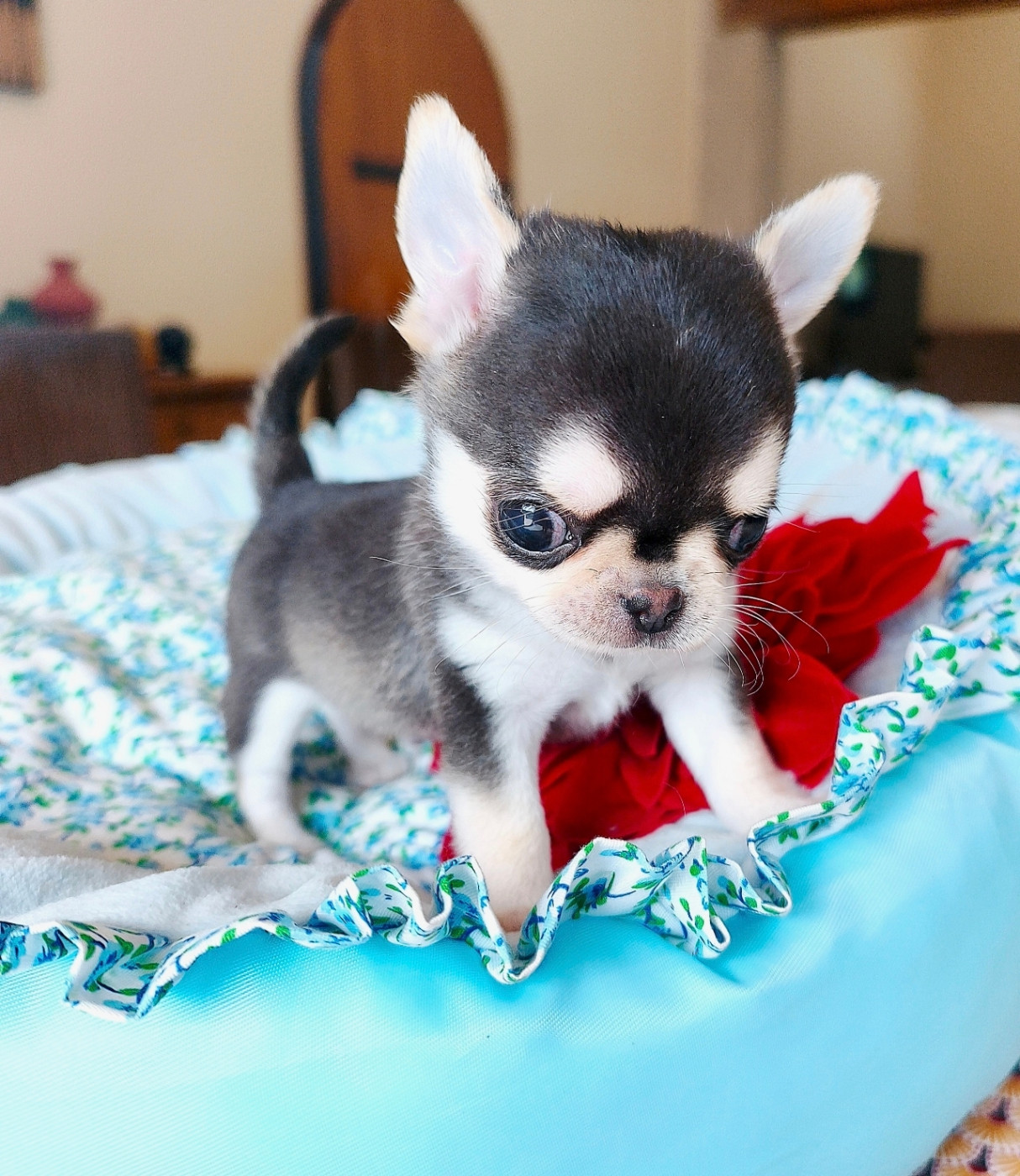 Lou Crozia - Chiots disponibles - Chihuahua