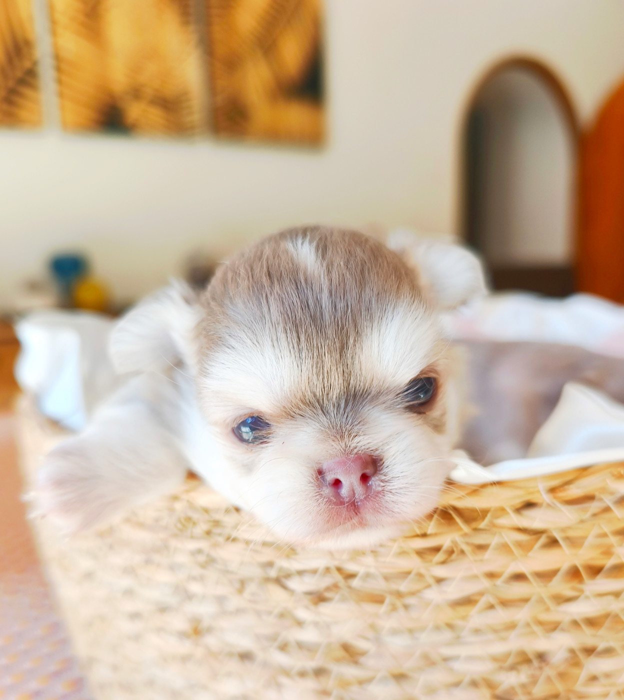 Lou Crozia - Chiots disponibles - Chihuahua