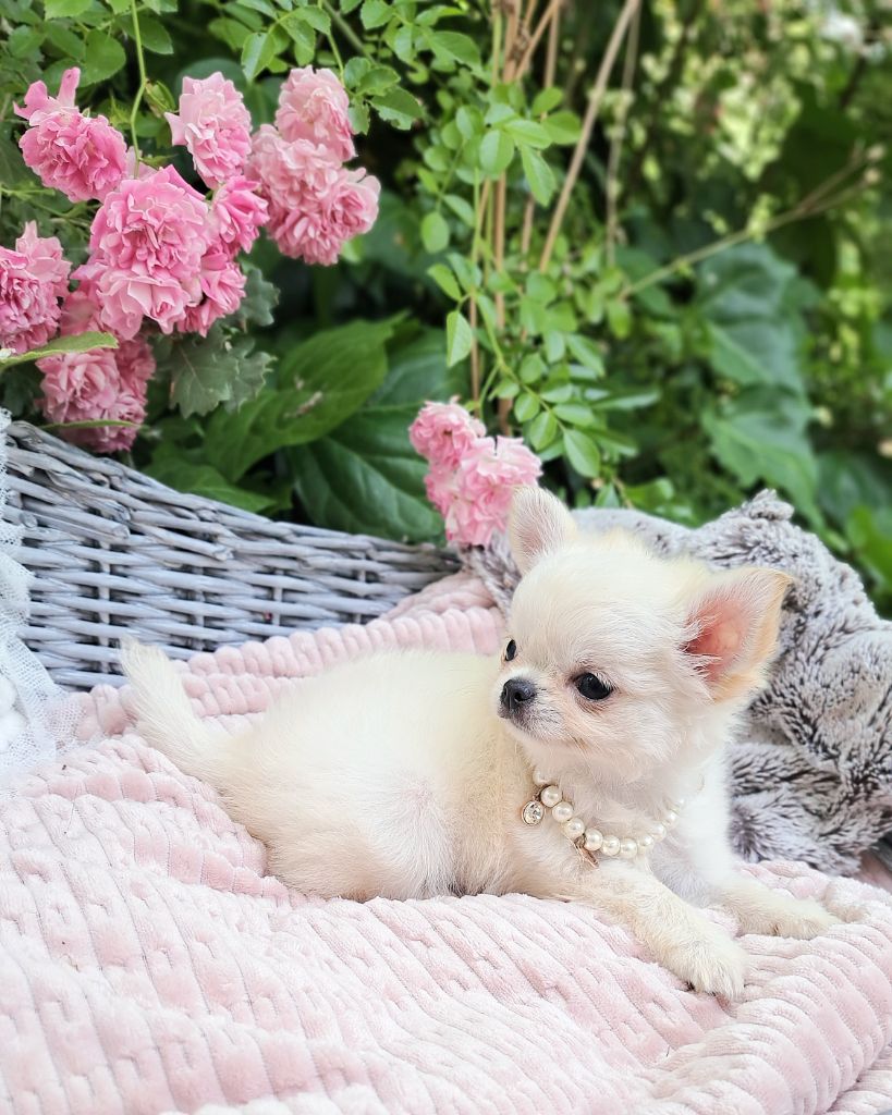 Lou Crozia - Chiots disponibles - Chihuahua