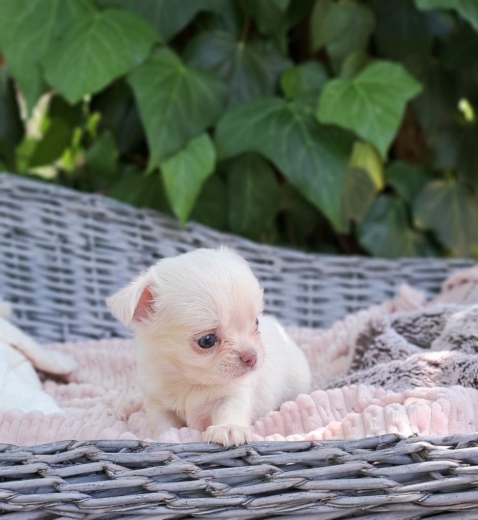 Lou Crozia - Chiots disponibles - Chihuahua