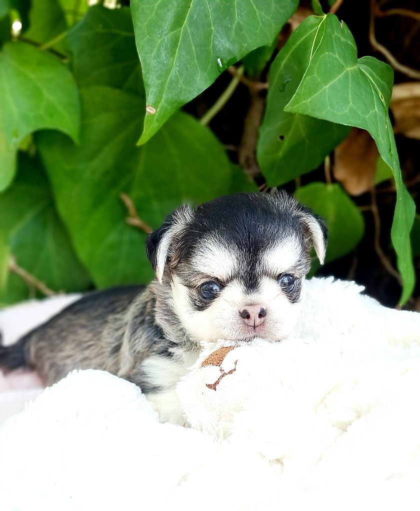 Lou Crozia - Chiots disponibles - Chihuahua