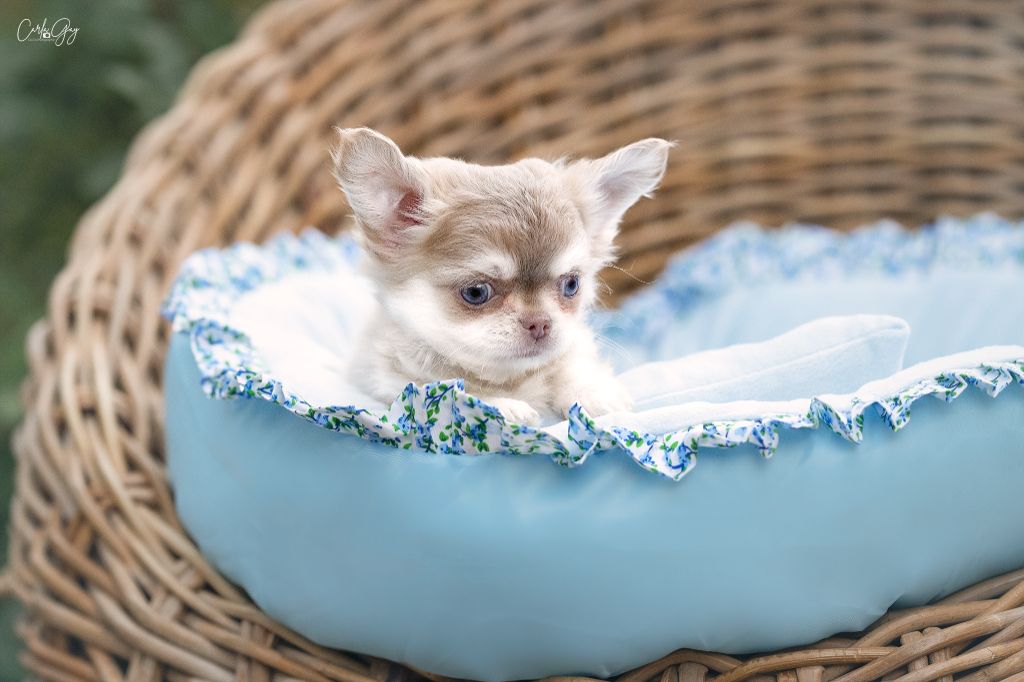 Lou Crozia - Chiots disponibles - Chihuahua