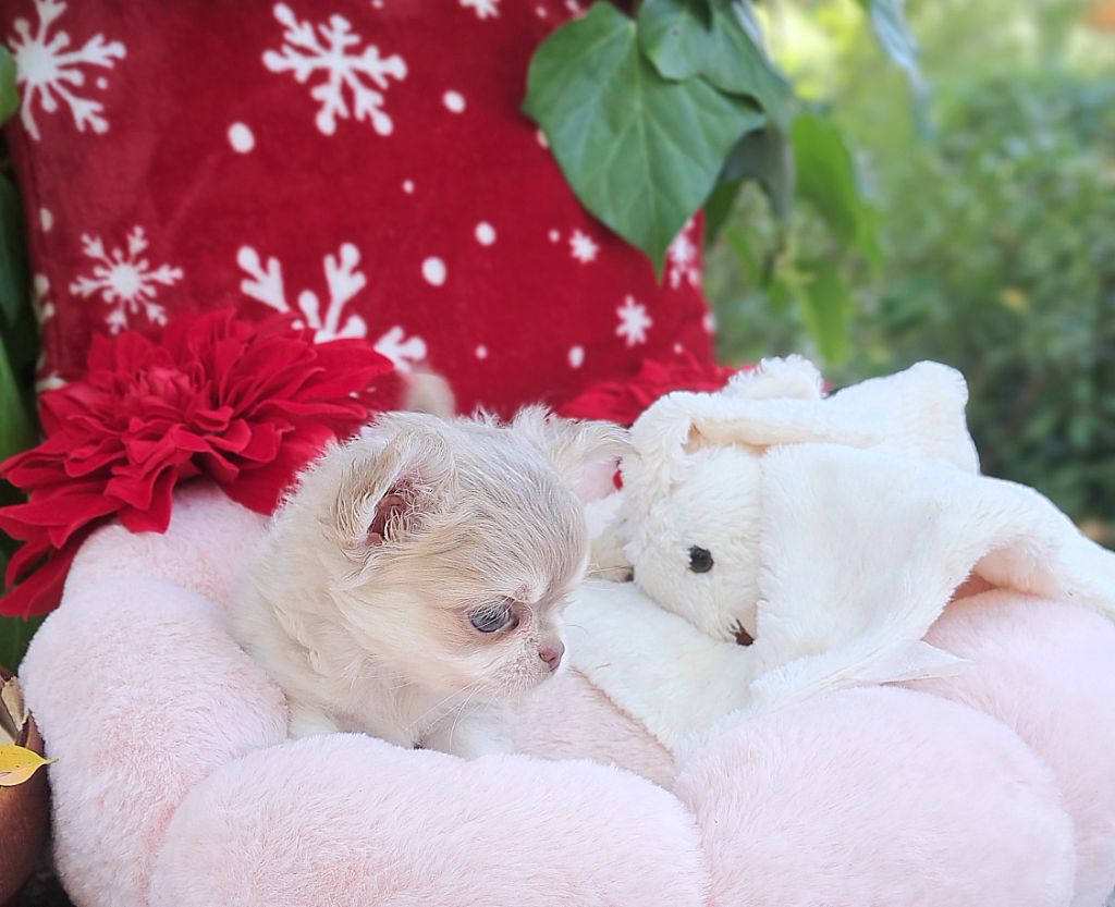 Lou Crozia - Chihuahua - Portée née le 18/09/2025