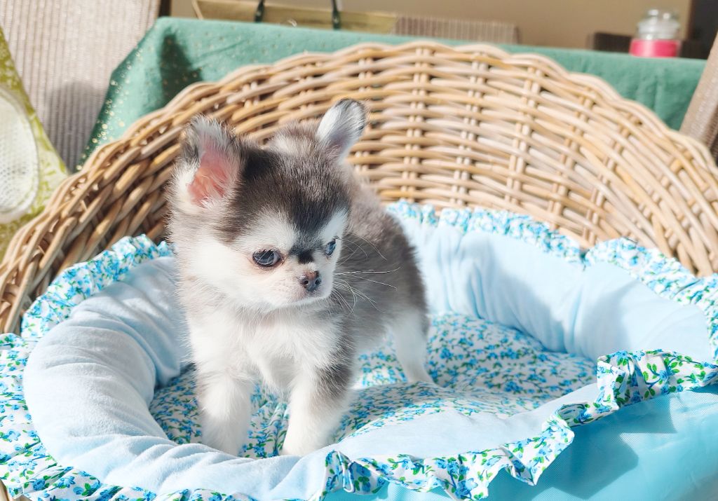 Lou Crozia - Chiots disponibles - Chihuahua